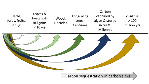 Carbon capture, utilization, and storage (CCUS) in landscape architecture (part 3) - Artificial carbon utilization versus the “Wise use” of natural carbon products