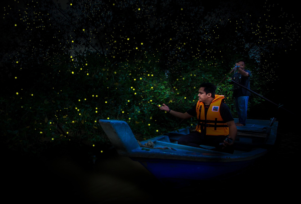 The Kuala Selangor Fireflies - Hope for the Future